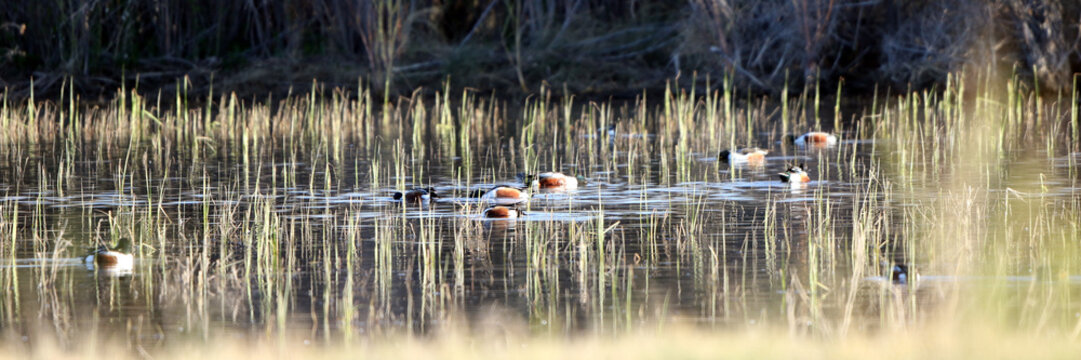 Wide panorama of Northern Shoveler Ducks feeding amid emergent grasses in spring at Bosque del Apache National Wildlife Refuge in New Mexico