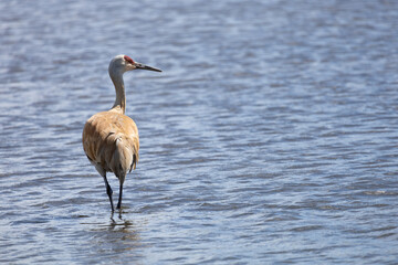 A Sandhill Crane, Grus canadensis, standing in the water of a lake in Burnaby, British Columbia....