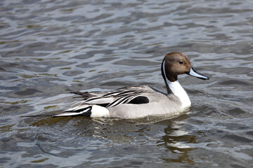 A male northern pintail, Anas Acuta, on a lake in Burnaby, British Columbia.