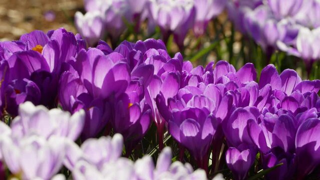 Immerse yourself in the breathtaking beauty of springtime as wild crocus flowers burst into bloom, painting the landscape with vibrant hues of purple, white, and gold.Crocus flowers in park in spring