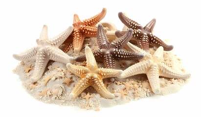 Assorted Starfish on White Sand - Tropical Marine Life