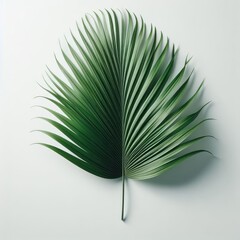 Tropical green palm leaf isolated on a white background