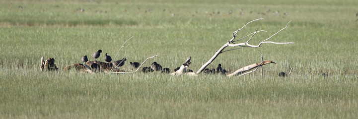 Wide panorama of a flock of Coots clustered on a fallen tree in a wet meaadow in early spring at...