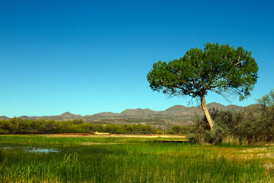 Landscape view of mountains, trees, and marsh grasses in early spring at Bosque del Apache National Wildlife in New Mexico