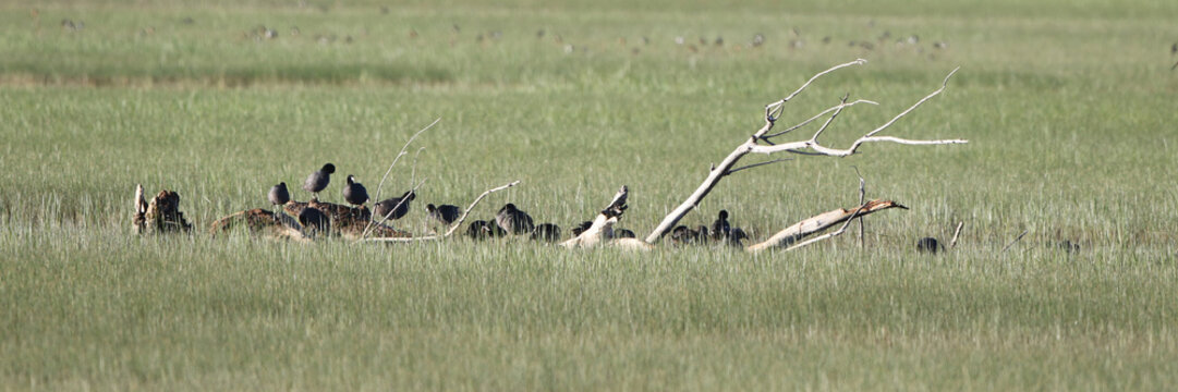 Wide panorama of a flock of Coots clustered on a fallen tree in a wet meaadow in early spring at Bosque del Apache National Wildlife Refuge in New Mexico
