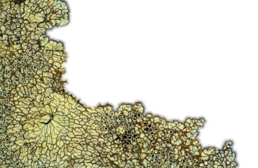 Highly detailed macro image of greenish yellow lichen known as Mountain Lichen on a flat surface. The lichen create an natural abstract. The right and top sides of the image transparent.