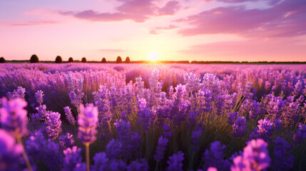 A field of lavender in full bloom, the air filled with the soothing scent of purple flowers, copy...