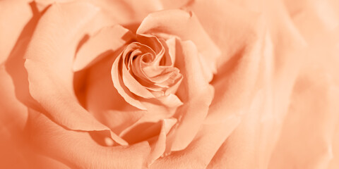 Close up peach fuzz rose with petals macro texture, top view beauty nature aesthetic background,...