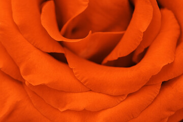 Close up orange color rose with petals macro texture, top view beauty nature aesthetic background, Natural floral geometric pattern with curve lines, soft focus, vivid monochrome colored photo