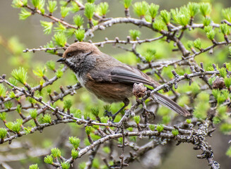 boreal chickadee on a branch