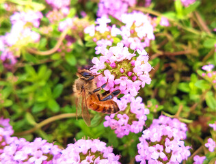 タイムの蜜を吸うミツバチ
