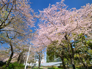 サクラが満開のミッドタウン・ガーデン　東京都