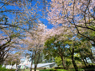 サクラが満開のミッドタウン・ガーデン　東京都