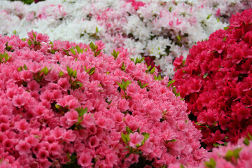 文京つつじまつりのつつじ