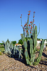 Blooming Ocotillo, Blue Agave succulents and columnar Cereus cacti used in street xeriscaping in Phoenix, Arizona 