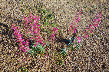 Arizona native Desert Penstemon parryi, or Parrys Penstemon, blooming with striking flowers in xeriscaped grounds in spring time