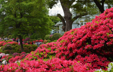 文京つつじまつりのつつじ