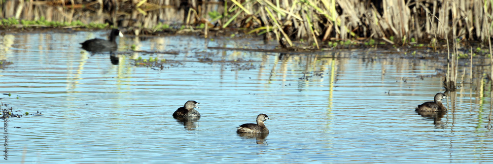 Sticker wide panorama of three pied-billed grebes and a coot in a pond at bosque del apache national wildlif