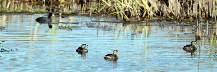 Wide panorama of three Pied-billed Grebes and a Coot in a pond at Bosque del Apache National Wildlife Refuge in New Mexico