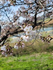 sakura 벚꽃  Cherry blossom