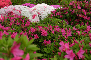 文京つつじまつりのつつじ