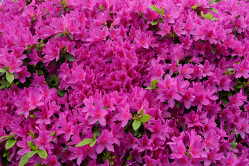 文京つつじまつりのつつじ