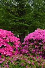 文京つつじまつりのつつじ