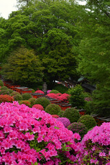 文京つつじまつりのつつじ