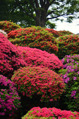 文京つつじまつりのつつじ