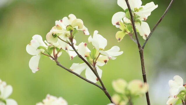開花した白いアメリカヤマボウシの花