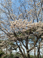sakura 벚꽃  Cherry blossom