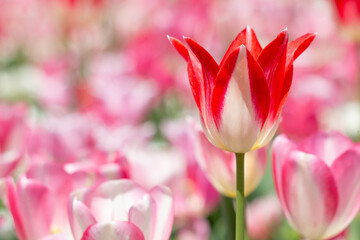 チューリップ