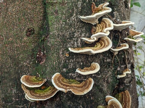 fungus plant on tree trunk