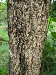 moringa tree trunk