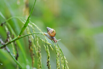 Snails that stick to rice plants during the rainy season.