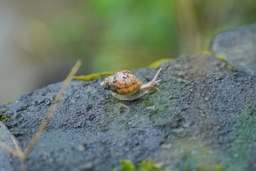 Selective focus Snail in nature.