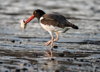Oystercatcher