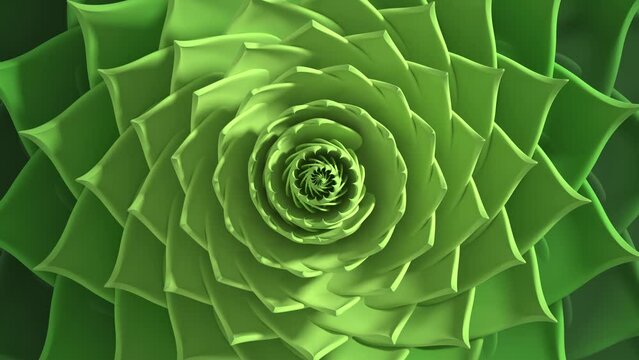 succulent golden ratio sequence hypnotic experience 3d animation loop. Can be used to represent concentric vortex endless, trippy background psychedelic, gardening succulents harmony