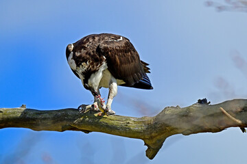 osprey; fish eagle