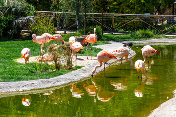 Flock Of Flamingos At Zoo Watering Hole