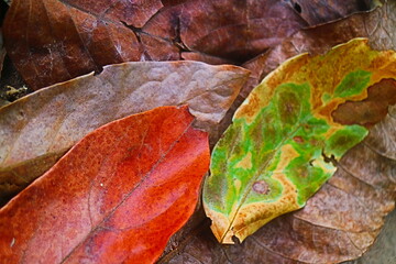 colorful leaves background 