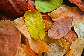 Colorful leaves 