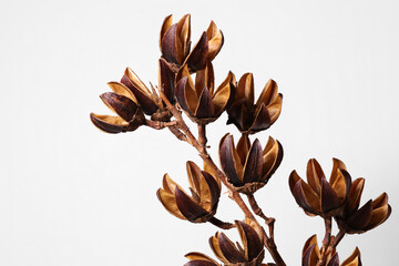 dried crape myrtle seed pods