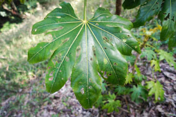 8つの葉が広がるところから名がついたヤツデ