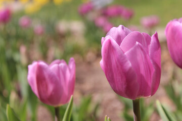 Fototapeta premium pink and white tulips