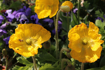 yellow flowers