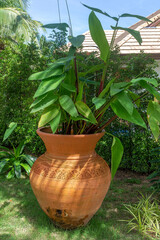 Large earthenware vase with plant