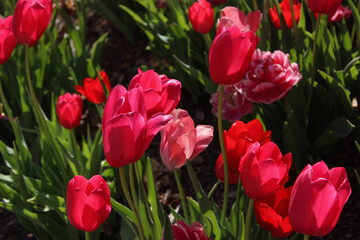 Red Tulip Garden