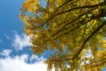View of the yellow ginkgo leaves against the blue sky