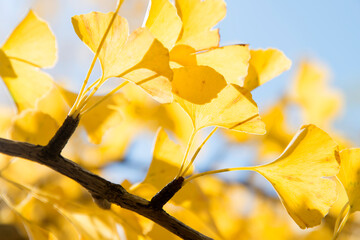 View of the yellow ginkgo leaves against the blue sky